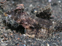 Superb Dragonet (stinkfish) - Callionymus superbus - Leierfisch
