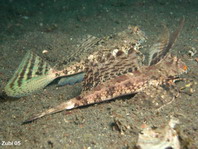 male and female together Fingered Dragonet - <em>Dactylopus dactylopus</em> - Finger-Leierfisch Männchen und Weibchen zusammen