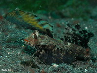 Orange and black dragonet (Kuiters Dragonet) - <em>Dactylopus kuiteri</em> - Kuiters Leierfisch