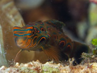 Mandarinfish - Synchiropus splendidus - Mandarinfisch