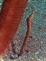 Banded garden eel - Heteroconger polyzona - Gestreifter Röhrenaal