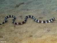Banded (harlequin) snake eel - <em>Myrichthys columbrinus</em> - Ringel Schlangenaal