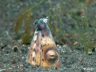 Black finned Sand-Eel - <em>Ophichthus melanochir</em> - Schwarzflossen Sand-Schlangenaal