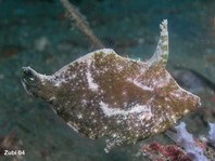Seagrass Filefish gray coloring - <em>Acreichthys tomentosus</em> - Seegras Feilenfisch graue Färbung