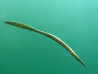 Bearded Filefish - Anacanthus barbatus - Bart-Feilenfisch