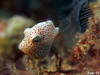 Baby Japanese inflator Filefish - Brachaluteres ulvarum - Baby Grüner Feilenfisch