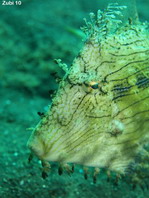 Leafy Filefish - Chaetoderma penicilligera - Fransen Feilenfisch