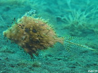 Leafy Filefish - Chaetoderma penicilligera - Fransen Feilenfisch