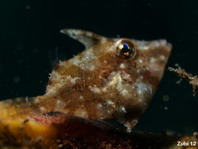Baby Whitebar Filefish (Pig faced leather jacket) - Paramonacanthus choirocephalus - Baby Weissstreifen-Feilenfisch