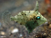 Baby Whitebar Filefish (Pig faced leather jacket) - Paramonacanthus choirocephalus - Baby Weissstreifen-Feilenfisch
