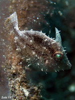 Juvenile Japanese Filefish (Japanese Leatherjacket) - <em>Paramonacanthus japonicus</em> - Jungtier Japanischer Feilenfisch
