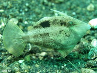 Color change Japanese Filefish - <em>Paramonacanthus japonicus</em> - Japanischer Feilenfisch, Farbänderung