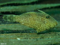 Dusky Filefish (Dusky Leatherjacket) - Paramonacanthus otisensis - Otisensis Feilenfisch