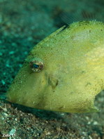 Estuary Filefish - Paramonacanthus tricuspis - Ästuar Feilenfisch