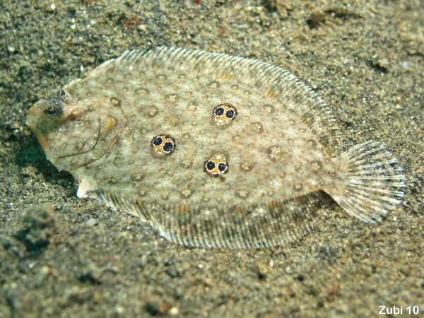 Ocellated Flounder (Sand Flounder) - <em>Pseudorhombus dupliciocellatus </em>(Paralichthydiae ) - Ocellus Flunder