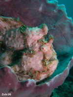 Giant frogfish - Antennarius commerson (commersonii) - Riesen Anglerfisch