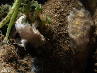 Hispid frogfish - <em>Antennarius hispidus</em> - Hispid Anglerfisch