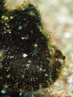 Randall's frogfish - Antennarius randali - Randall Anglerfisch