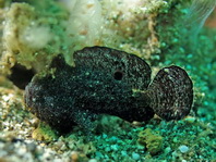 Randall's frogfish - <em>Antennarius randalli</em> - Randall Anglerfisch