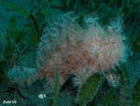 Striped or hairy frogfish - <em>Antennarius striatus</em> - Gestreifter Anglerfisch