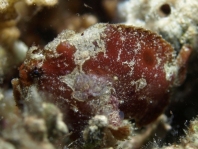 New Guinea frogfish - Antennarius dorehensis - Zwerg Anglerfisch