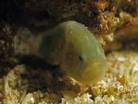 Cryptic Frogfish / Rodless Frogfish - <em>Histiophryne cryptacanthus</em> - Verborgener Anglerfisch