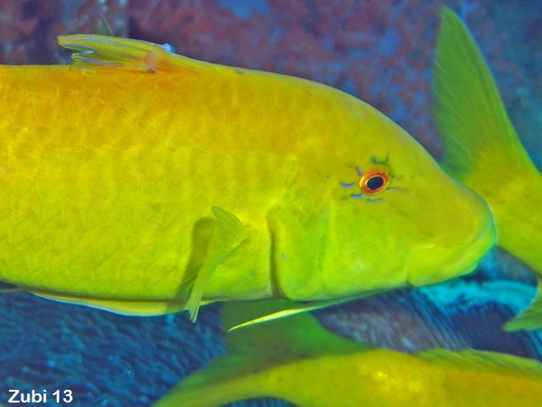 Yellowsaddle Goatfish - Parupeneus cyclostomus - Zitronen Meerbarbe