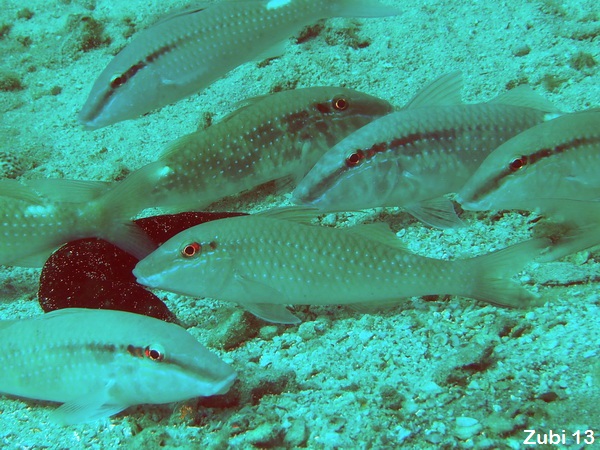Pearly goatfish - Parupeneus margaritatus - Perlen-Barbe