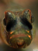 Shrimpgoby - Amblyeleotris sp - Wächtergrundel