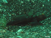 Banded Shrimpgoby (dark variation) - Cryptocentrus cinctus - Gelbe Wächtergrundel (dunkle Farbvariante)