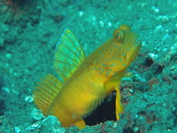 Banded Shrimpgoby (dark variation) - Cryptocentrus cinctus - Gelbe Wächtergrundel (dunkle Farbvariante)
