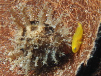Yellow Pygmy-goby - Lubricogobius exiguus - Gelbe Zwerggrundel