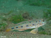 Canine Goby - Oplopomus caninoides - Hunds-Grundel