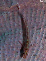 Elongate Ghostgoby - Pleurosicya elongata - Längliche Weichkorallen-Zwerggrundel
