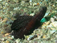 Magnificent Shrimpgoby - Tomiyamichthys sp1 - Wunderbarer Wächtergrundel
