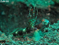 Yellowfin Shrimpgoby (only Indonesia) - Tomiyamichthys sp. - Gelbflossen-Wächtergrundel (nur Indonesien)