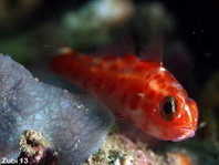 Red-Spotted Dwarfgoby - Trimma rubromaculatus - Riffgrundel