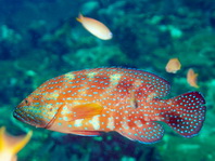 Coral Hind (Red Coral Grouper) - Cephalopholis miniata- Juwelen Zackenbarsch