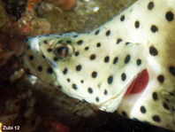 Barramundi cod (Pantherfish or Humpback Grouper or Polkadot Grouper) - <em>Cromileptes altivelis</em> - Paddelbarsch