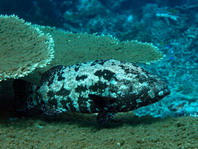 Brown-Marbled Grouper - Epinephelus fuscoguttatus - Stierkopf-Zackenbarsch