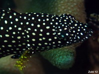 Juvenile Specklefin Grouper - Epinephelus ongus - Perlenketten-Zackenbarsch, Jungtier 