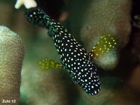 Juvenile Specklefin Grouper - Epinephelus ongus - Perlenketten-Zackenbarsch, Jungtier 