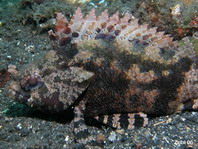 False scorpionfish (a hawkfish!)- Centrogenys vaigiensis - Falscher Skorpionfisch (ein Büschelbarsch!)