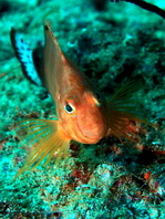 Oman Hawkfish - Cirrhitichthys calliurus - Oman Büschelbarsch