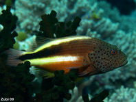 Freckled Hawkfish - <em>Paracirrhites forsteri</em> - Gestreifter Korallenwächter