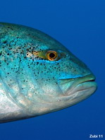 Bluefin Trevally - <em>Caranx melampygus</em> - Blauflossen-Makrele