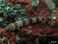Redmarbled Lizardfish - Synodus rubromarmoratus - Eidechsenfisch
