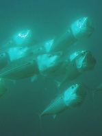 Striped Mackerel feeding on plankton - Rastelliger kanagurta - Grossmaul-Makrele ernährt sich von Plankton