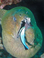 Giant Moray Eel - <em>Gymnothorax javanicus</em> - Riesen-Muräne