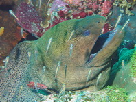 Giant Moray Eel - <em>Gymnothorax javanicus</em> - Riesen-Muräne
